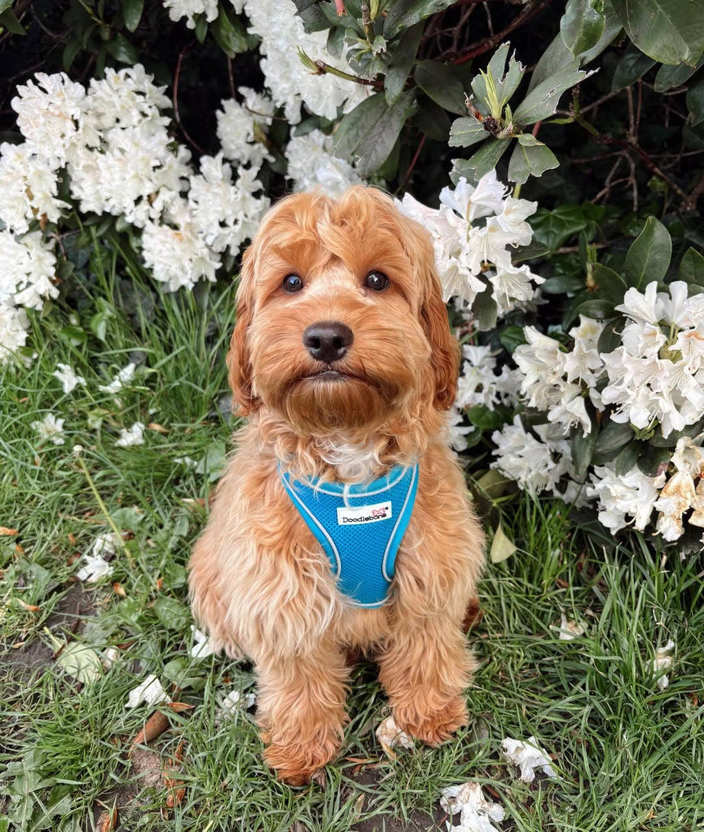Airmesh Dog Harness