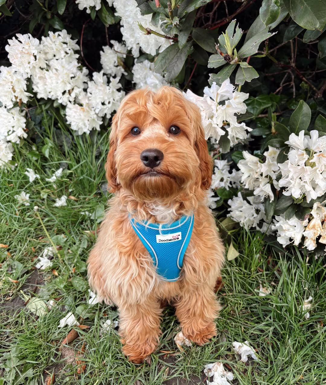 Airmesh Dog Harness