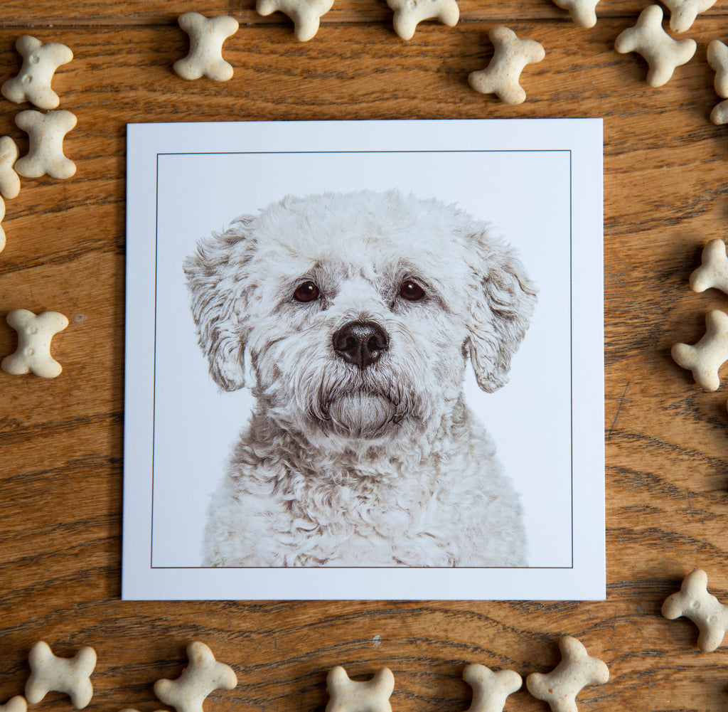 Bichon friese - Dog Greeting Card