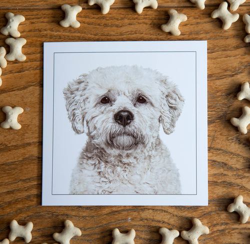 Bichon friese - Dog Greeting Card