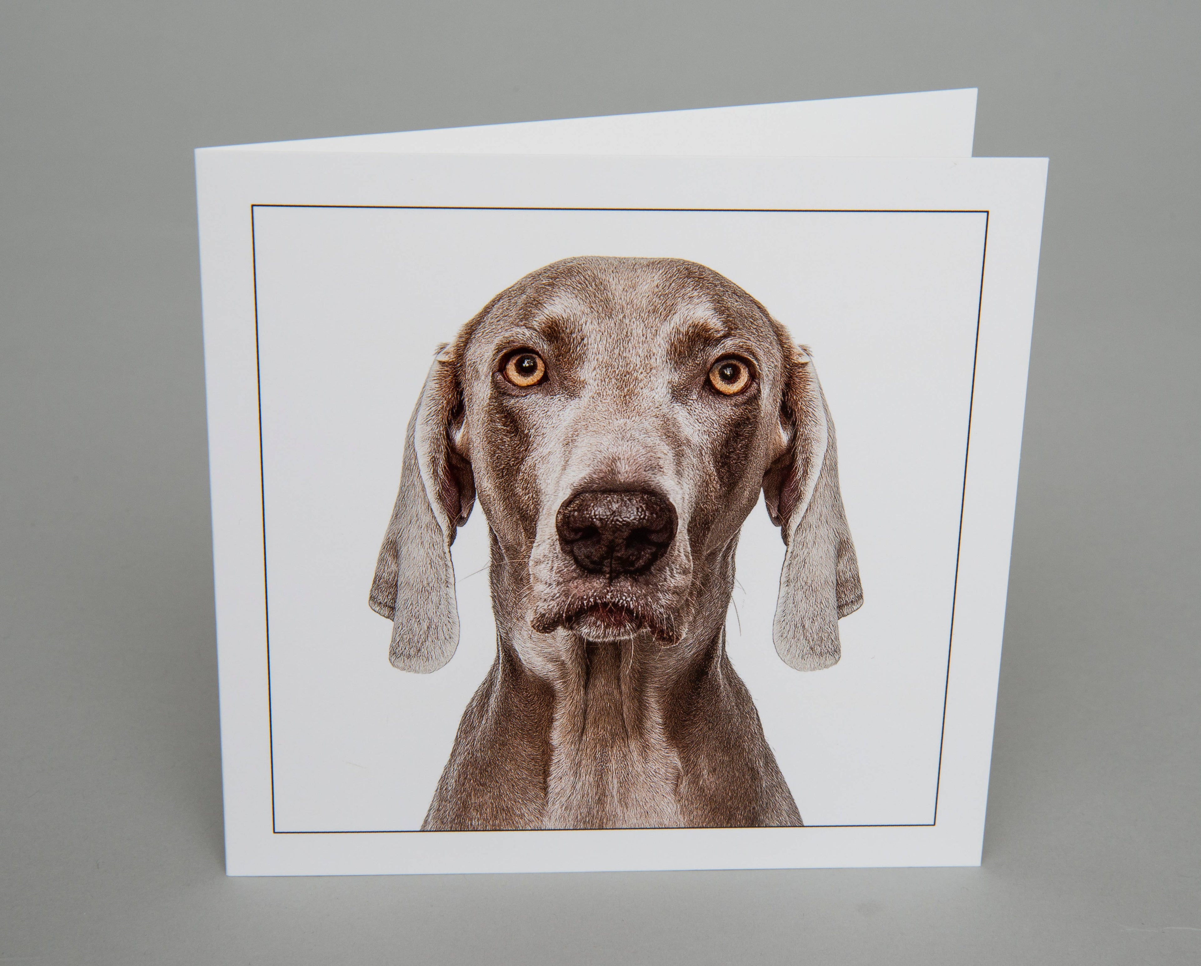 Weimaraner - Dog Greeting Card