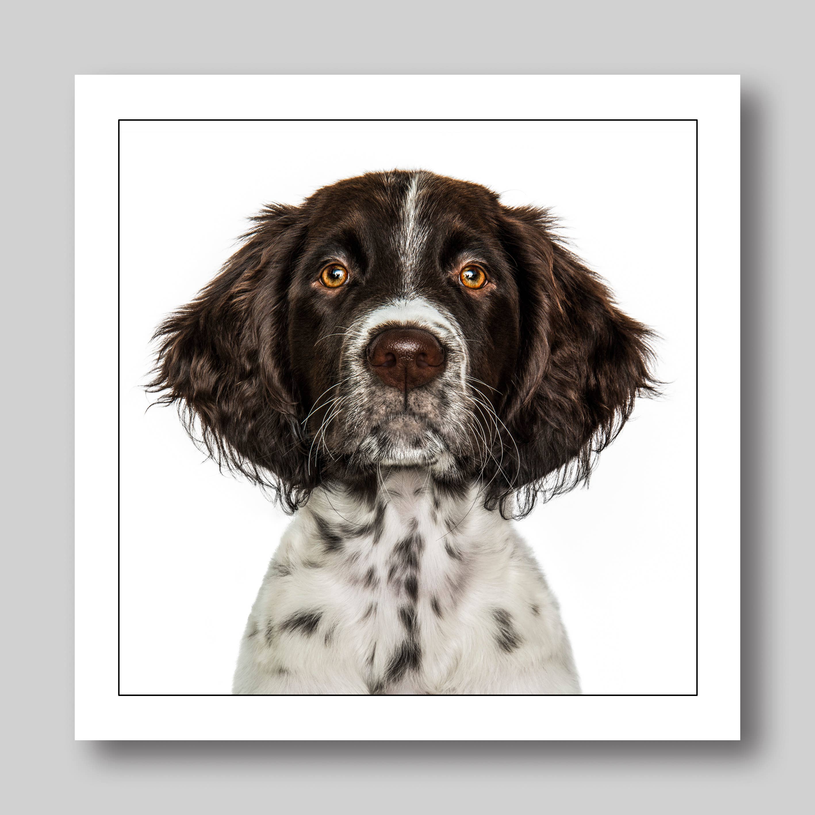 Pointer - Dog Greeting Card