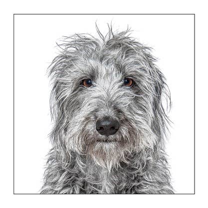 Lurcher - Dog Greeting Card