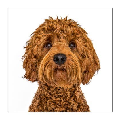 Australian Labradoodle - Dog Greeting Card