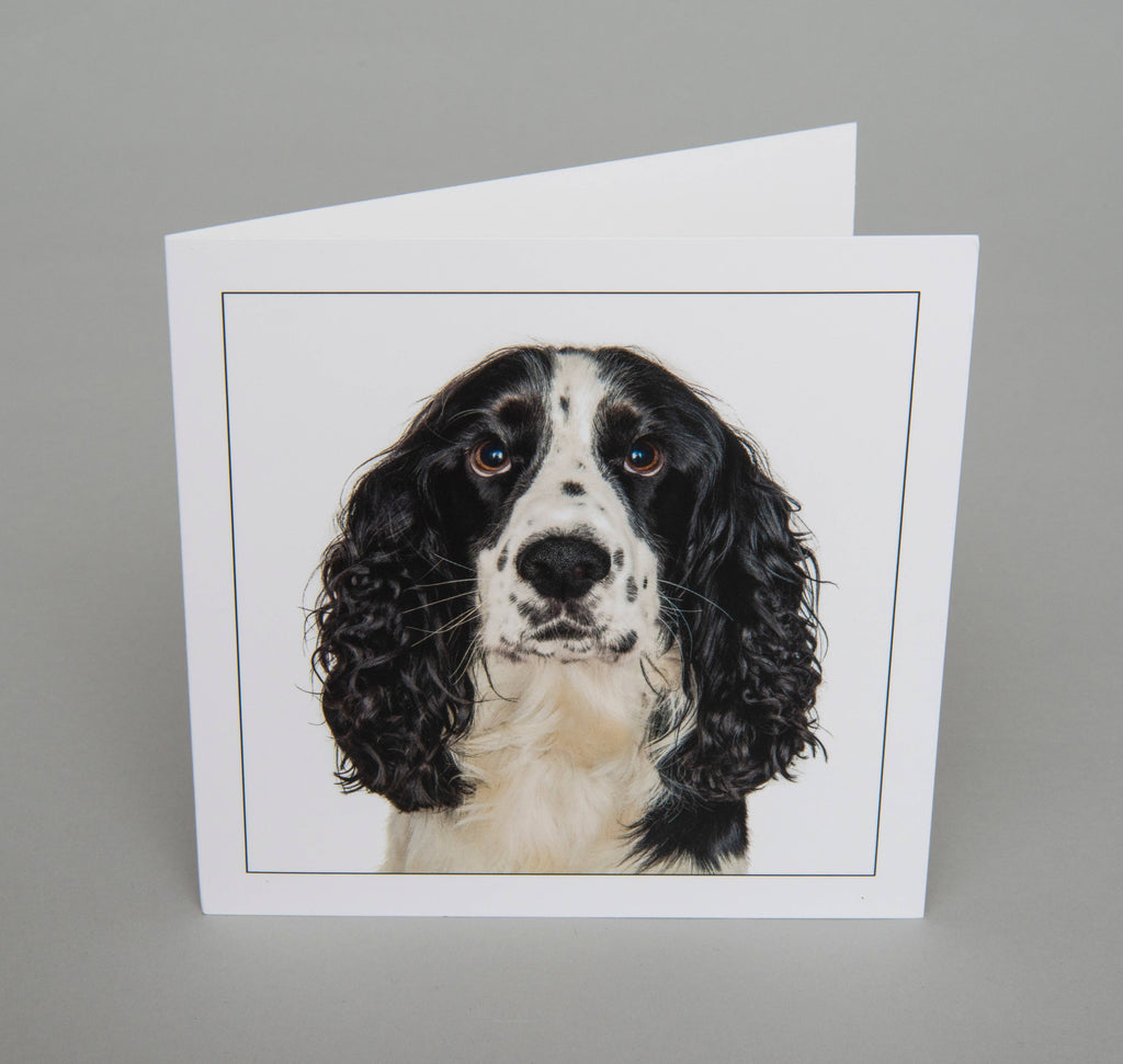 Black cocker spaniel  - Dog Greeting Card
