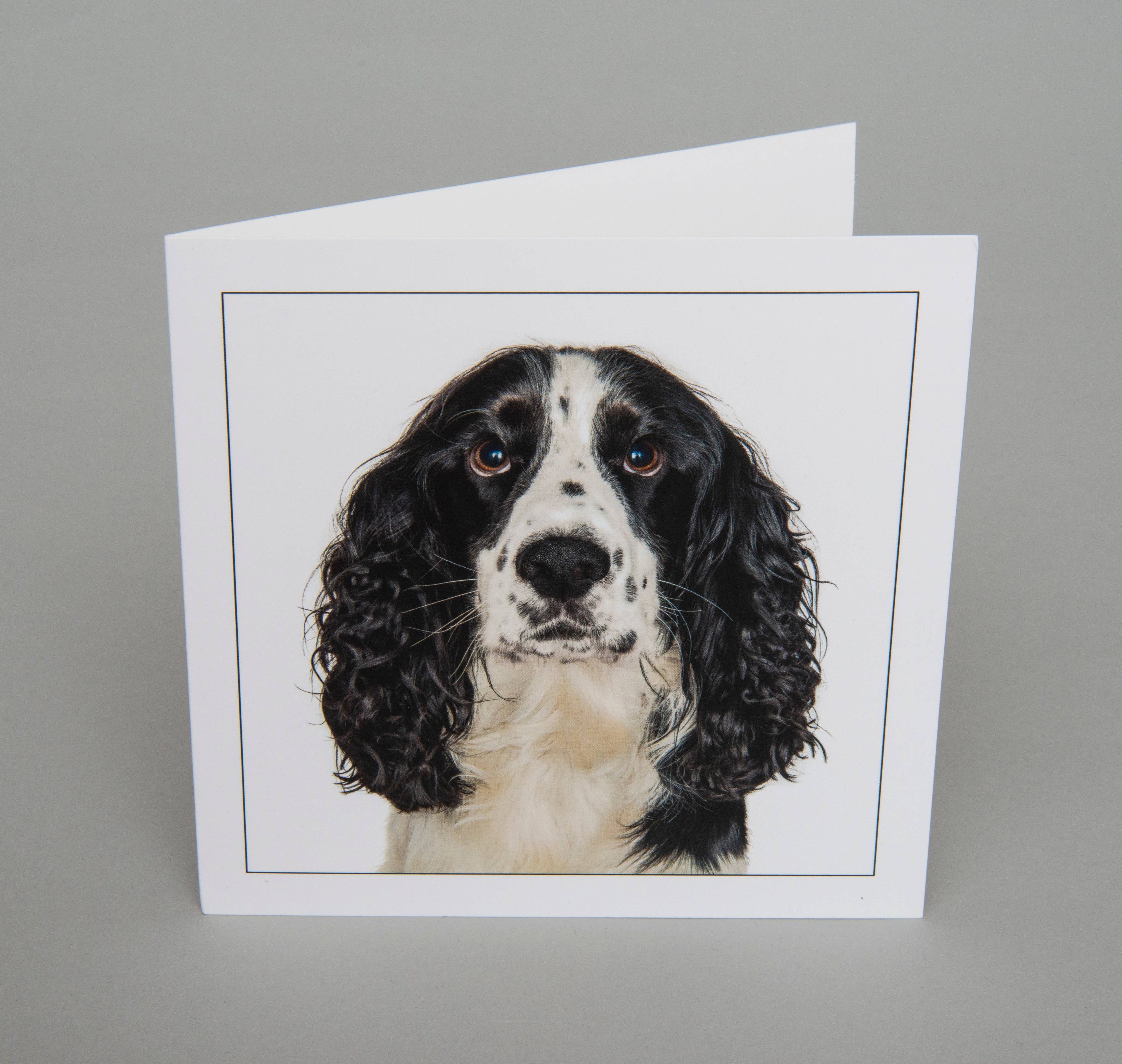 Black cocker spaniel  - Dog Greeting Card