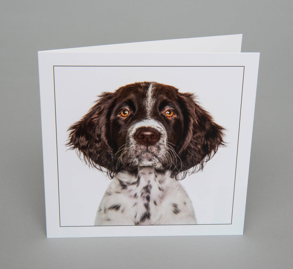 Pointer - Dog Greeting Card