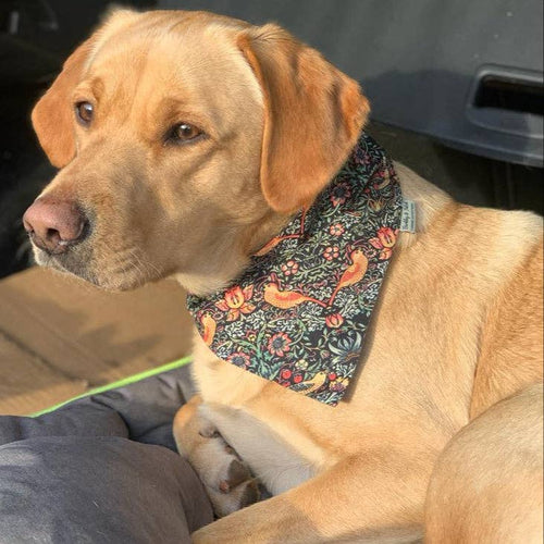 Black Strawberry Thief Print Dog Collar