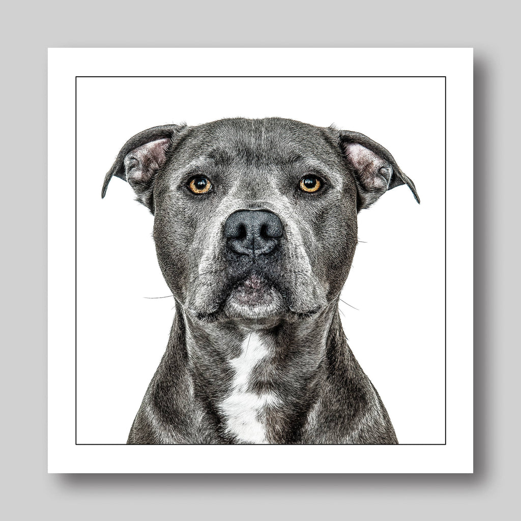 Staffordshire bullterrier - Dog Greeting Card