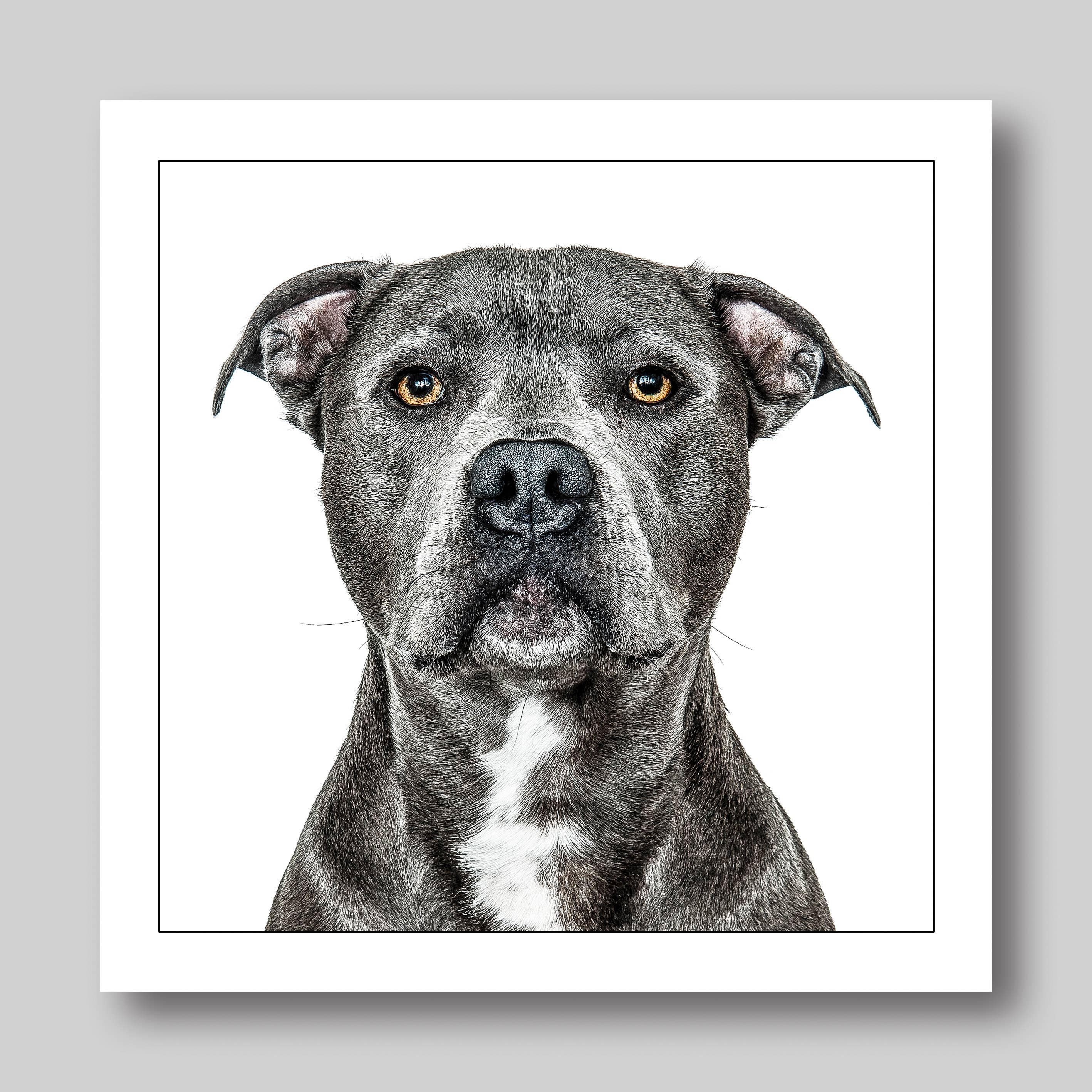 Staffordshire bullterrier - Dog Greeting Card