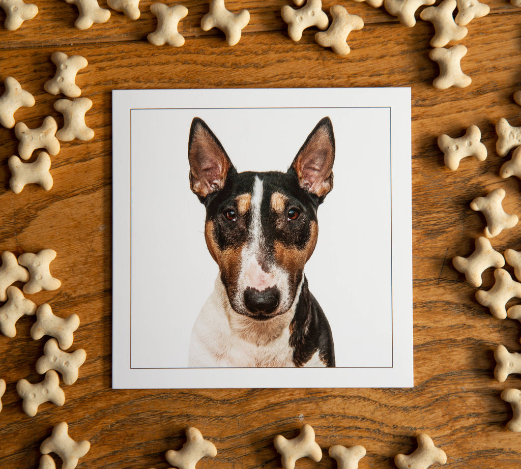 English bull terrie/brindle dog  - Dog Greeting Card