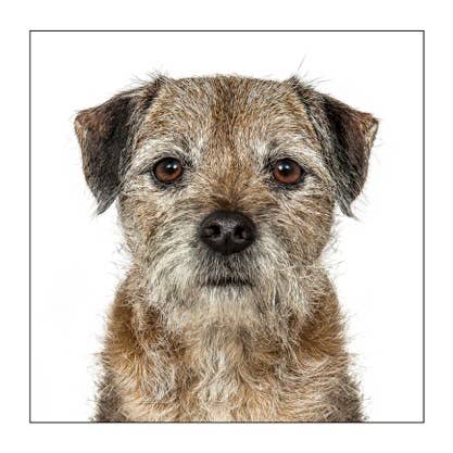 Border terrier  - Dog Greeting Card