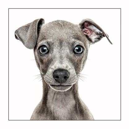 Italian Greyhound - Dog Greeting Card