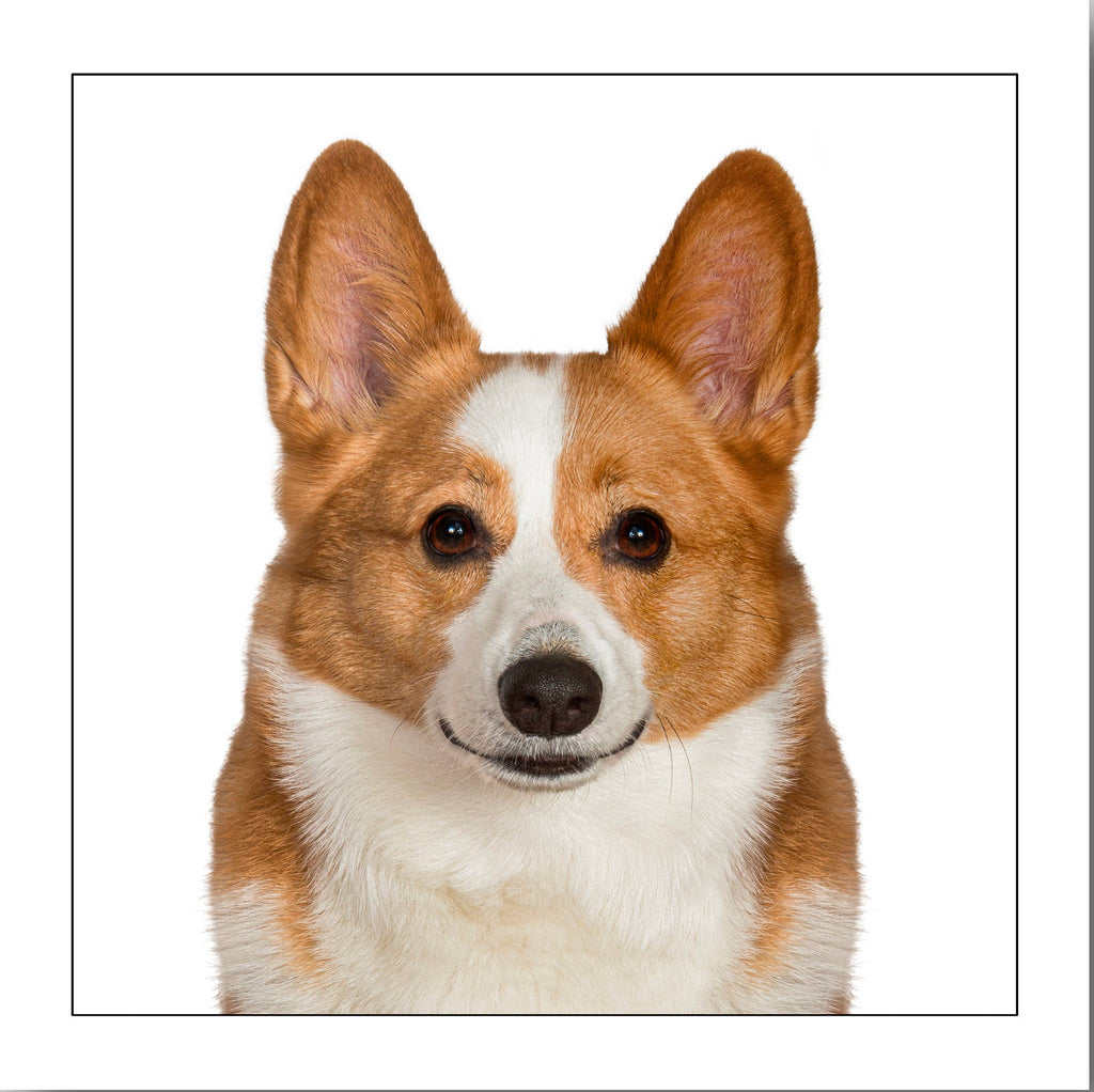 Corgi - Dog Greeting Card