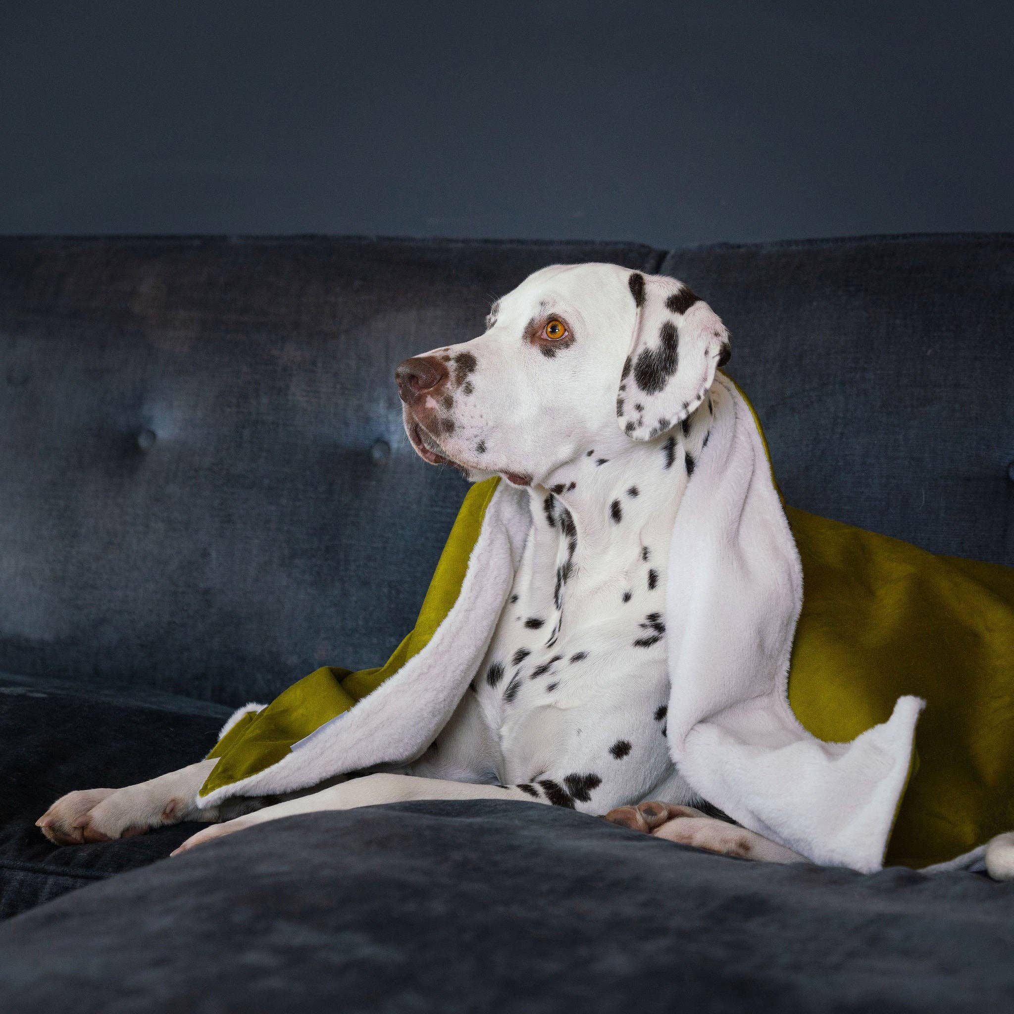Dog & Puppy Blanket in Olive Velvet