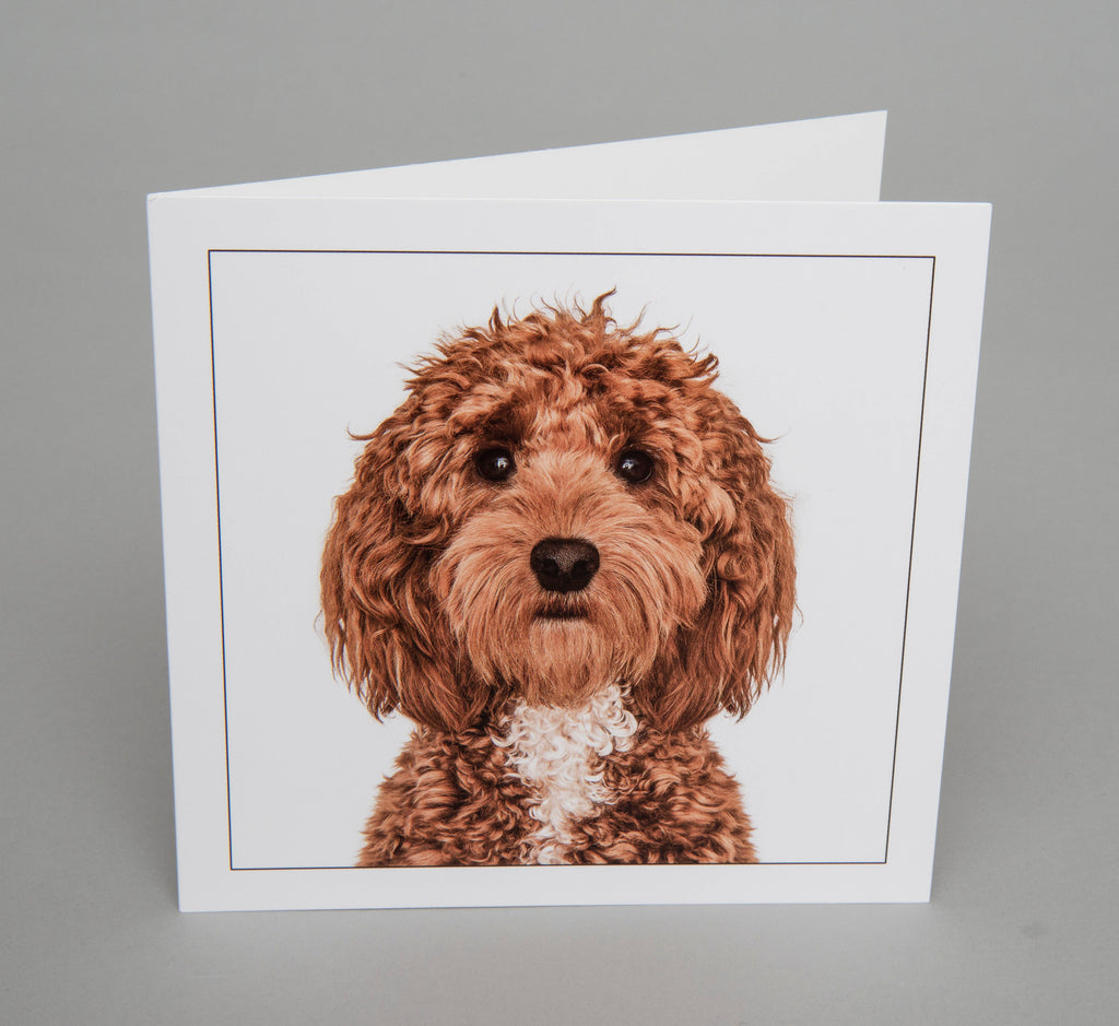 Cockerpoo - Dog Greeting Card