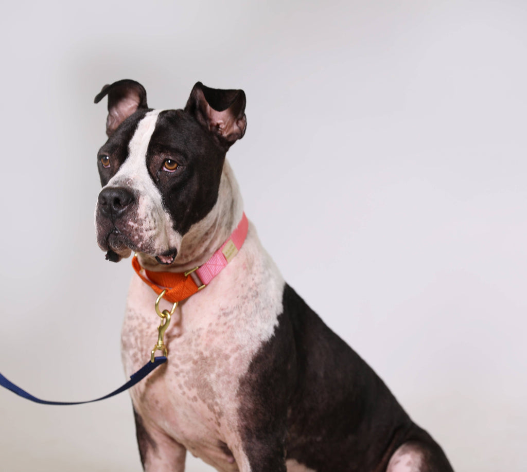 Martingale Collar / Pink + Orange
