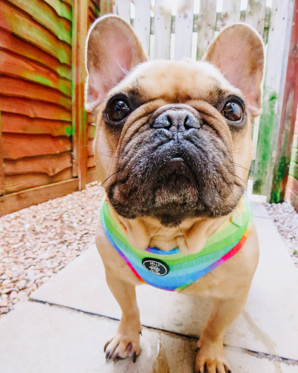 Happy Days Dog Harness