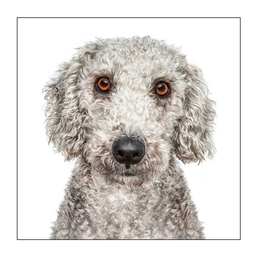 Bedlington terrier  - Dog Greeting Card