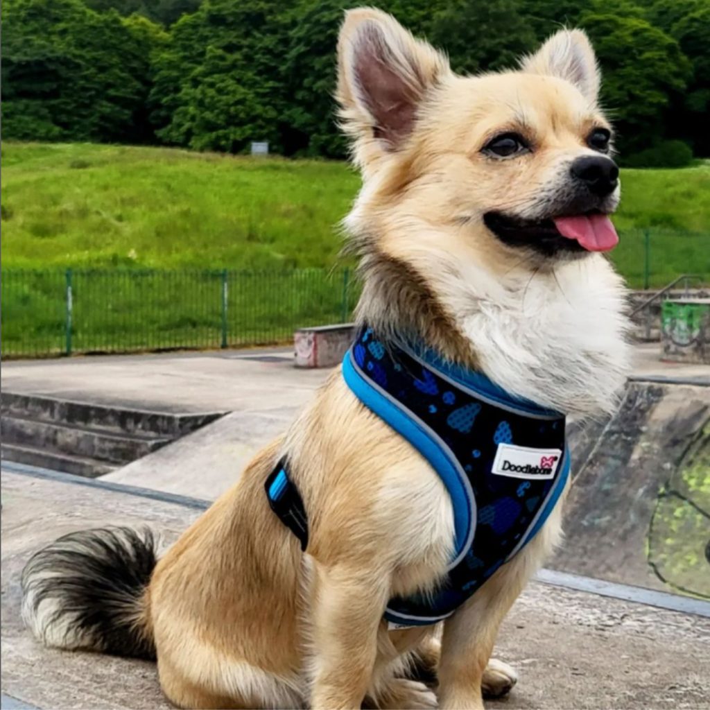Airmesh Dog Harness