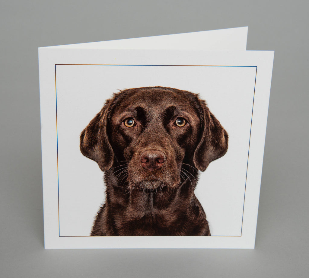 Labrador chocolate - Dog Greeting Card