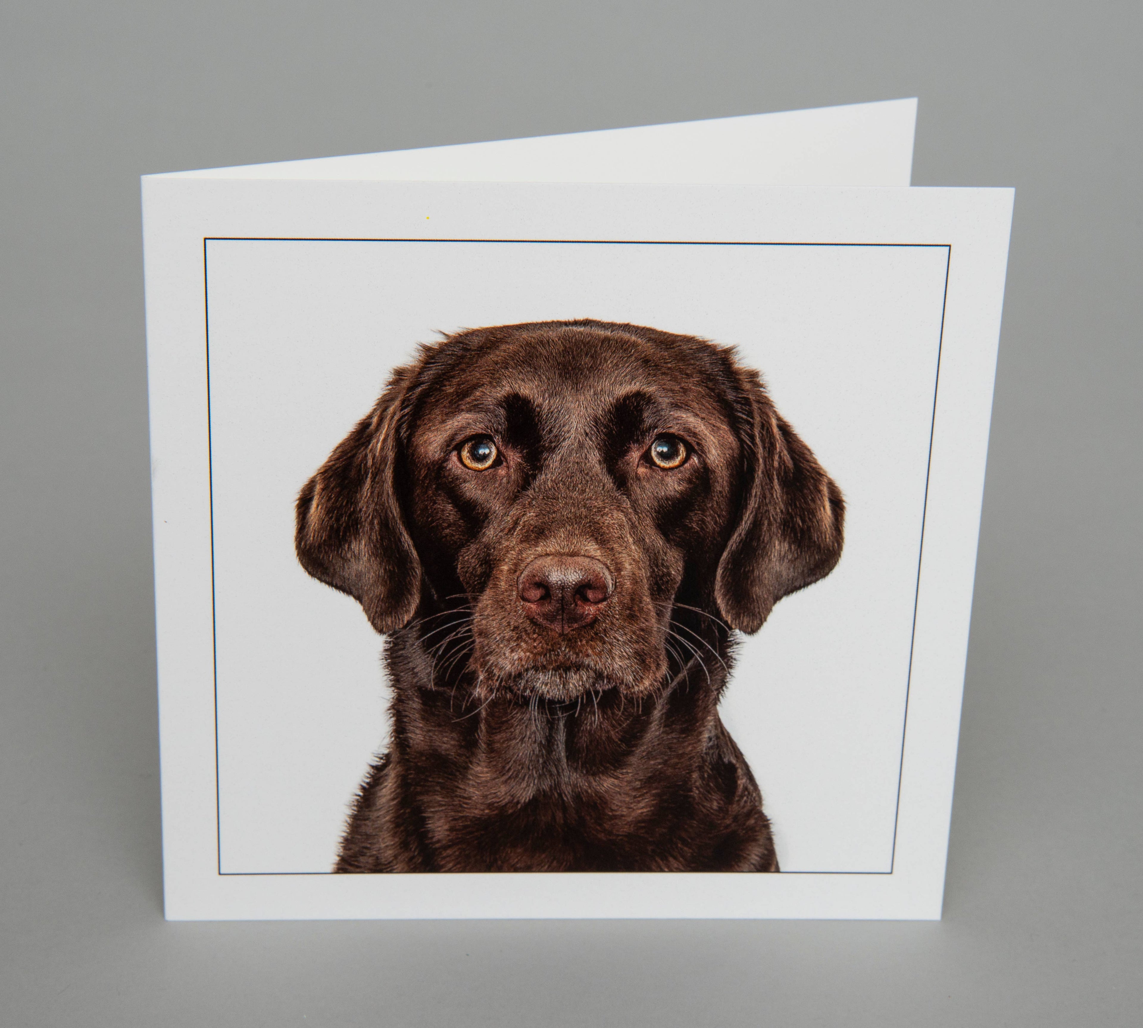 Labrador chocolate - Dog Greeting Card