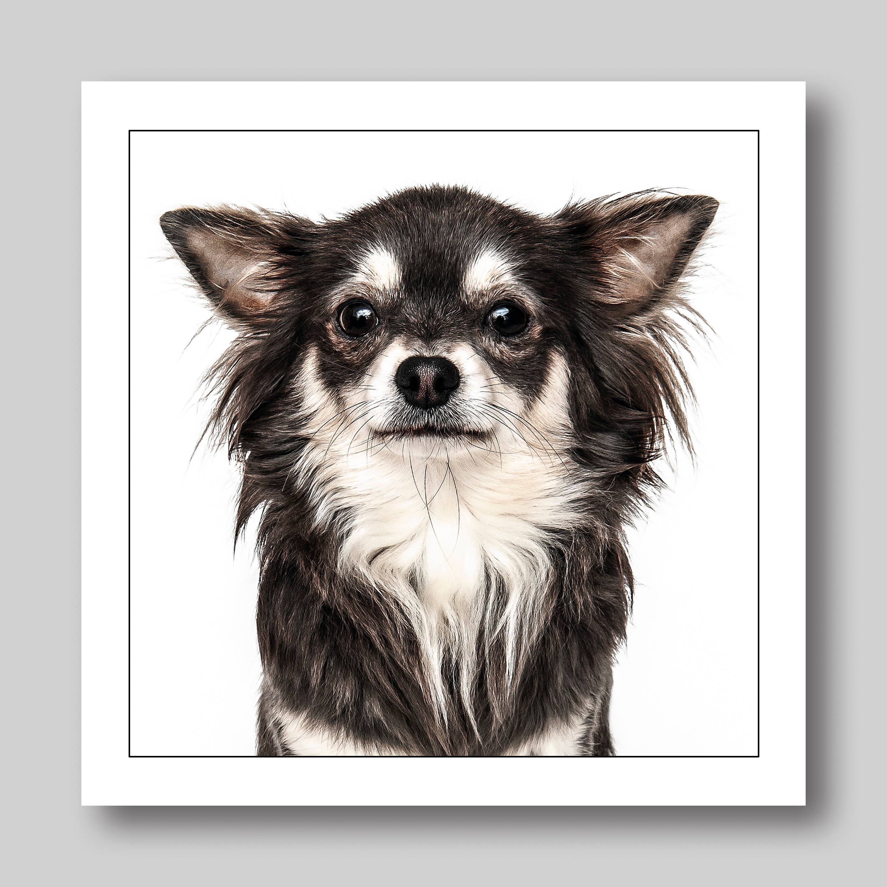 Long haired chihuahua - Dog Greeting Card