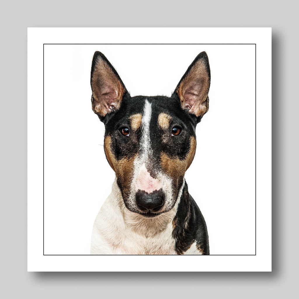 English bull terrie/brindle dog  - Dog Greeting Card