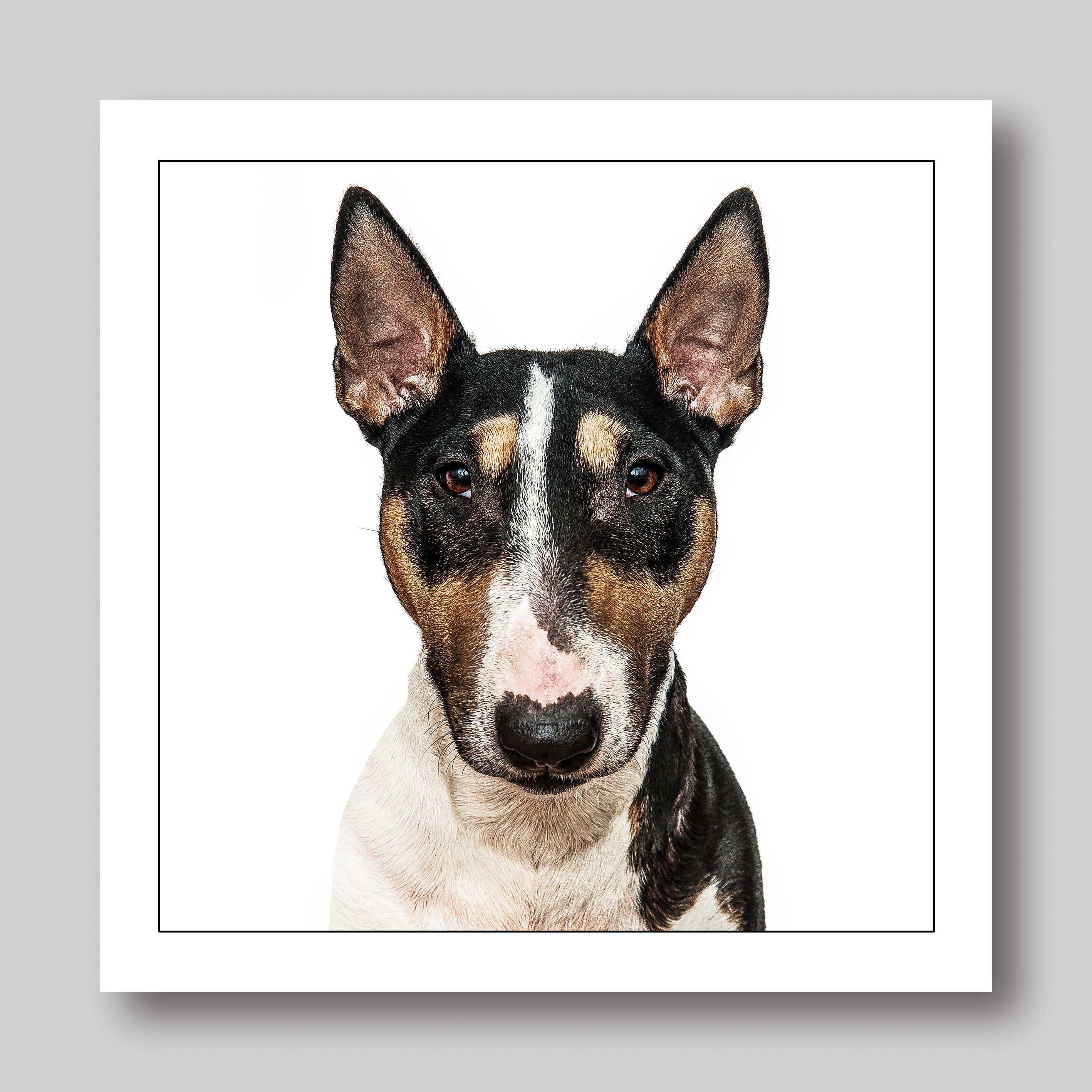 English bull terrie/brindle dog  - Dog Greeting Card