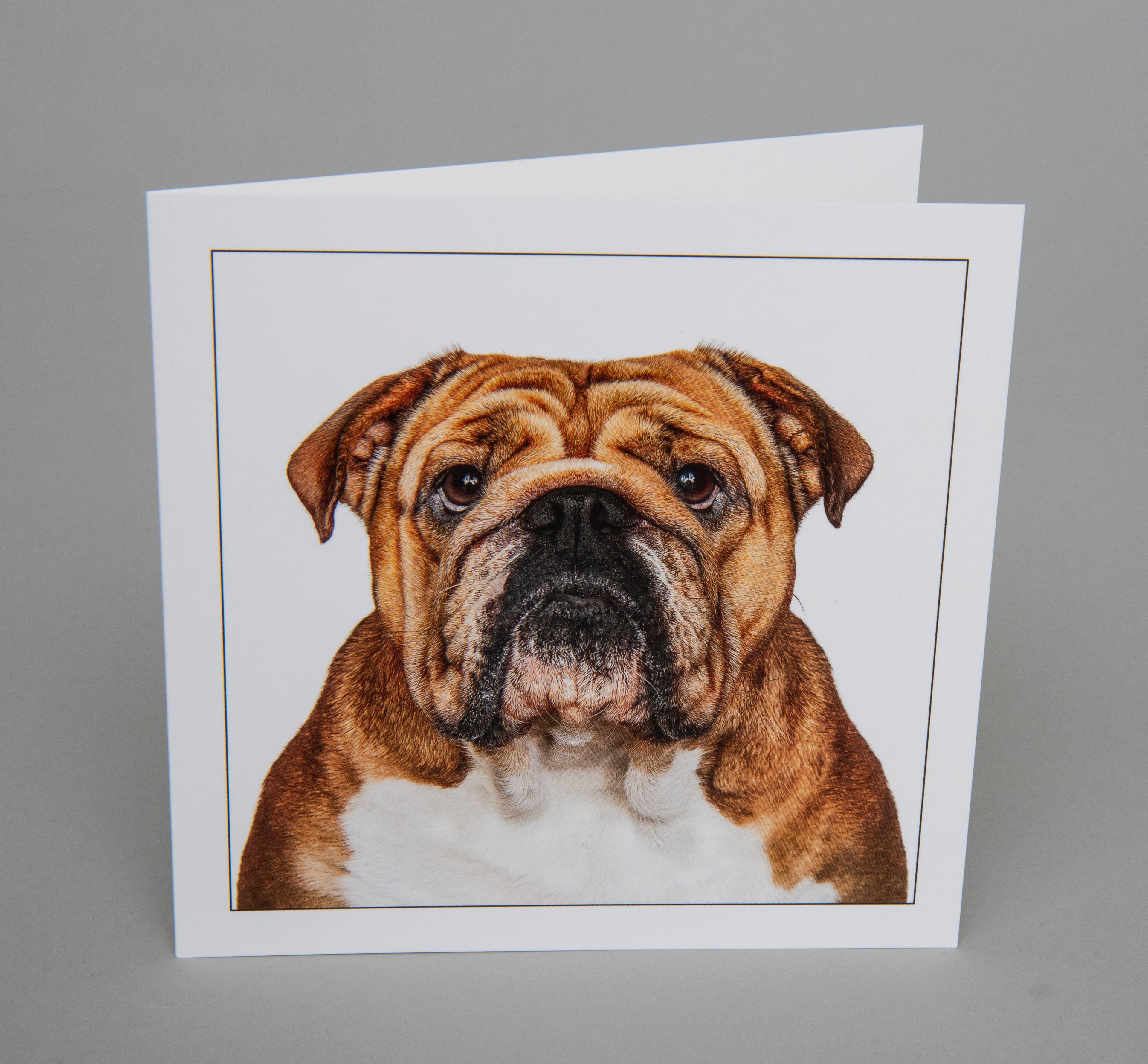 Authentic English Bulldog - Dog Greeting Card