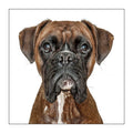 Boxer - Dog Greeting Card