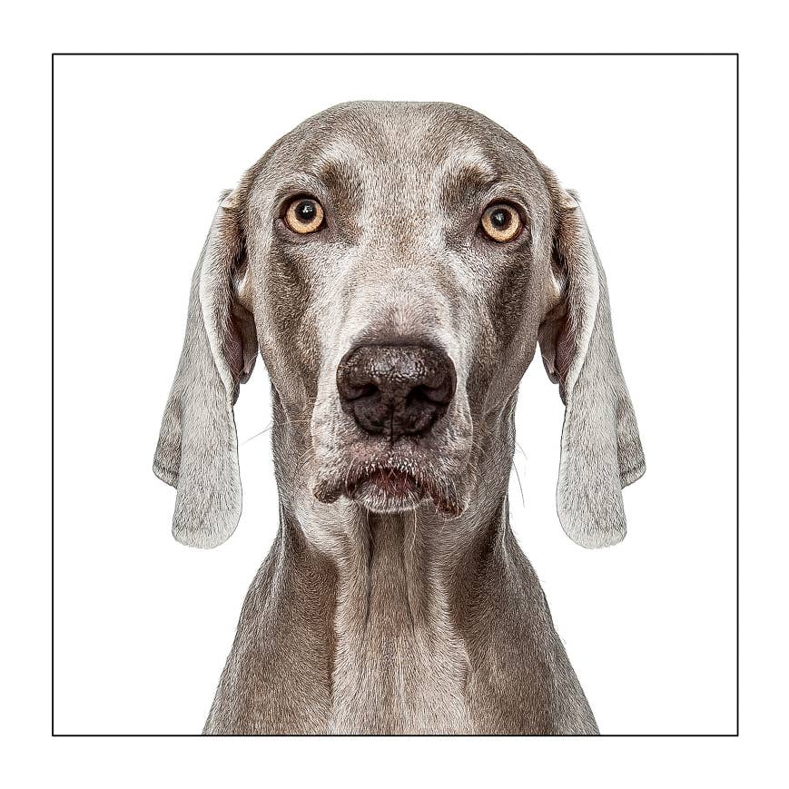 Weimaraner - Dog Greeting Card