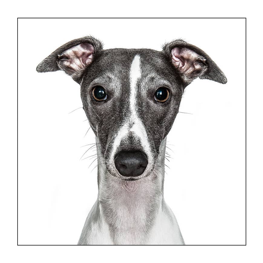Whippet - Dog Greeting Card