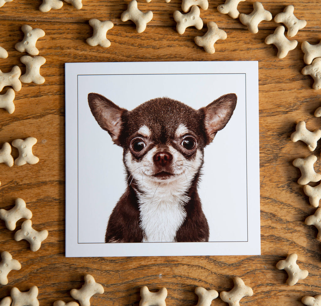 Short haired chihuahua -  Dog Greeting Card