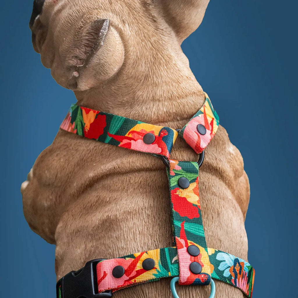 Loud and Proud Dog Harness